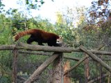Red panda at the Dublin zoo.JPG